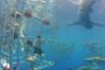 Rencontre avec les requins : plongée en cage ou observation en bateau – Haleiwa, Oahu