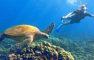 Croisière et nage avec les tortues – Haleiwa, Oahu