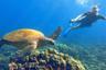 Croisière et nage avec les tortues – Haleiwa, Oahu
