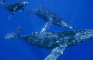 Croisière d’observation de baleines – Haleiwa, Oahu