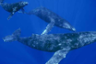 Croisière d’observation de baleines – Haleiwa, Oahu