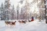 3en1 : Conduite de motoneige, balade en chien de traîneau et traîneau à rennes - Au départ de Rovaniemi