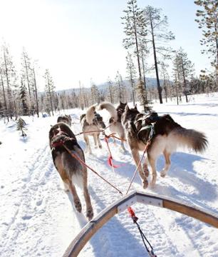 Balade en chiens de traineau en Laponie - 10km - Rovaniemi