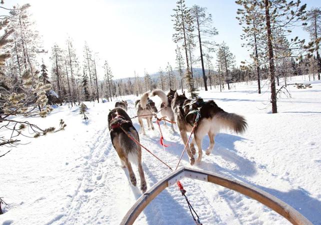 Balade en chiens de traineau en Laponie - 10km - Rovaniemi