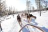 Balade en chien de traîneau en Laponie - 10km - Au départ de Rovaniemi