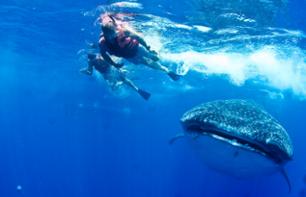 Swimming with the whale sharks - lunch and transfer included