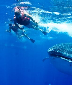 Observation et nage avec les requins baleines - déjeuner et transfert inclus - En français