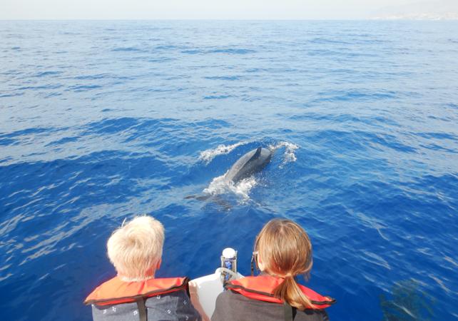 Zodiac Boat Cruise And Whale And Dolphin Observation With