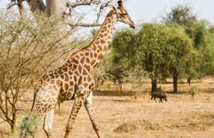 Safari dans la Réserve animalière de Bandia – En français – Au départ de Dakar ou Saly