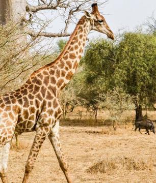 Safari dans la Réserve animalière de Bandia – En français – Au départ de Dakar ou Saly