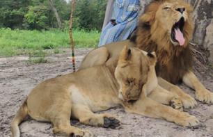 Excursion privée 2 jours / 1 nuit dans la réserve animalière Fathala avec marche aux lions - Au départ de Dakar