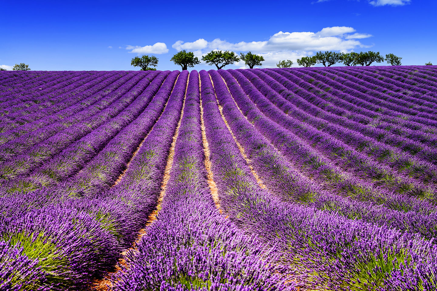 Lavender Fields and Tour of the L’Occitane© Factory