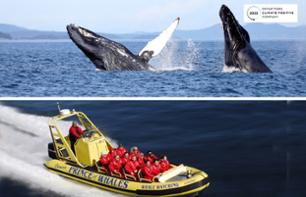 Whale Watching Cruise by Zodiac - Departing from Victoria