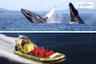 Croisière d'observation des baleines en zodiac - Au départ de Victoria