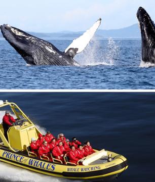 Croisière d'observation des baleines - Au départ de Victoria
