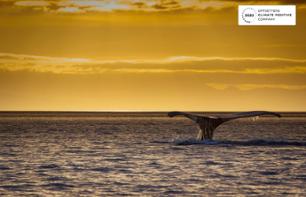 Croisière d'observation des baleines au coucher du soleil - Au départ de Victoria