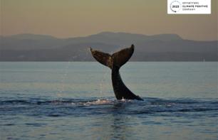 Croisière d'observation des baleines - Au départ de Telegraph Cove