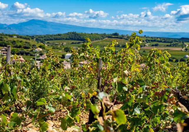 Dégustations et visite de domaines viticoles : Châteauneuf-du-Pape, Vallée du Rhône et Tavel