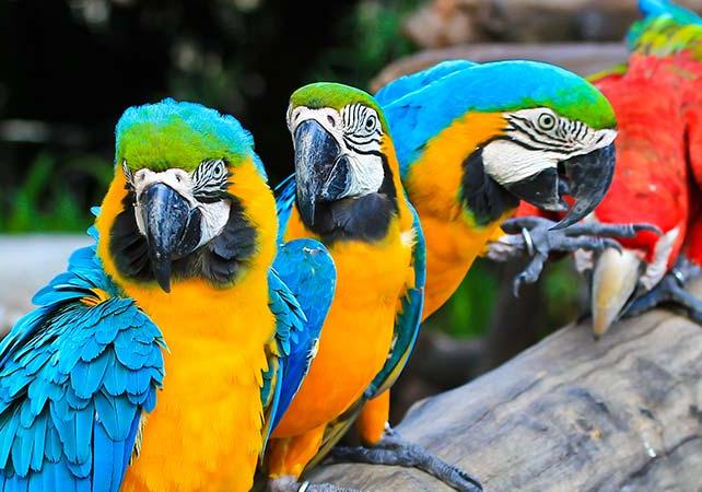 Billet Jurong Bird Park - Singapour