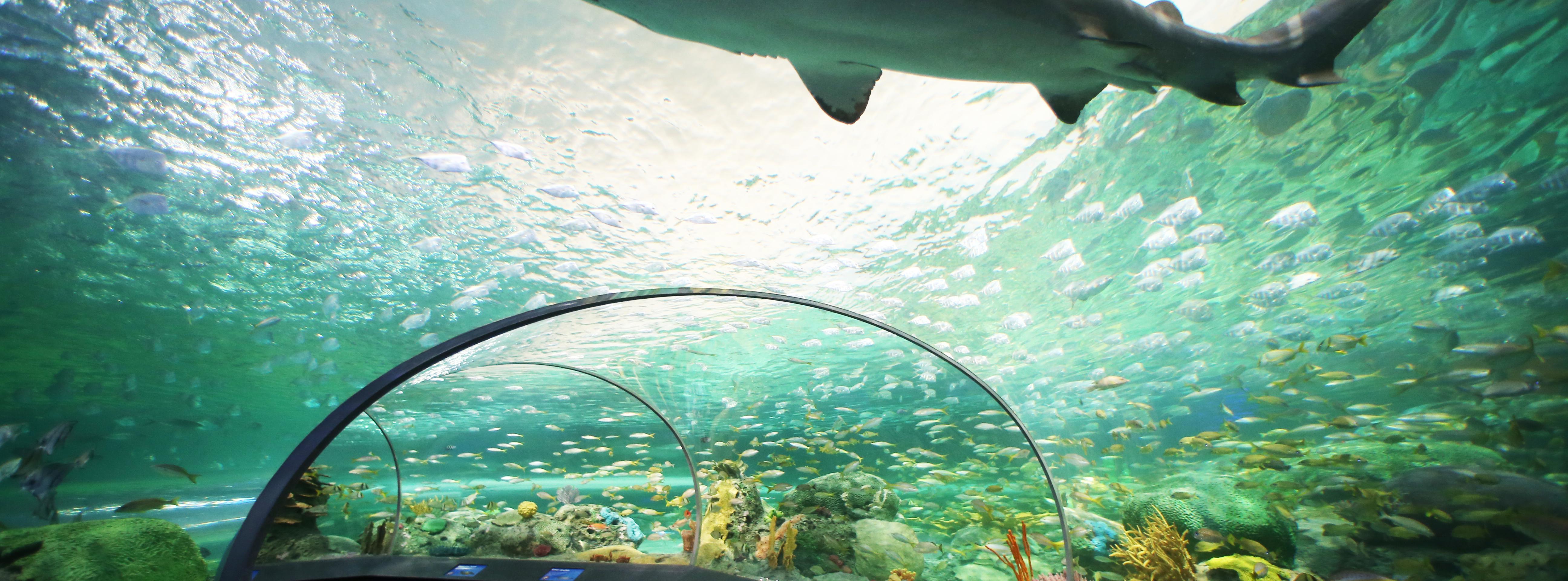 Fast-Track Tickets to Ripley's Aquarium of Canada – Toronto