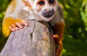 Excursion to Monkeyland - from Punta Cana