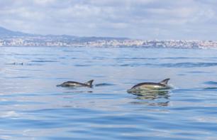 Croisière d'observation des dauphins - en français - Au départ de Lisbonne
