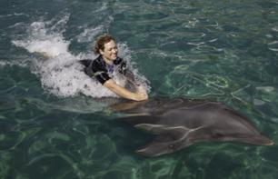 Nadar com golfinhos + ingresso entrada no Miami Seaquarium