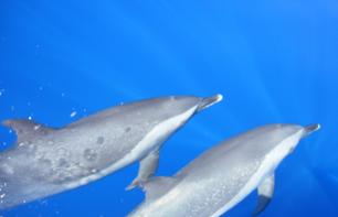 Croisière d’observation des dauphins et baleines au large de la Réunion