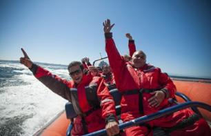 Schlauchboot-Safari auf den Spuren der Meerestiere - ab Vancouver