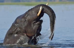 Day Trip to Chobe National Park – Departing from Victoria Falls