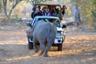 Half-Day Safari in The African Bush – Departing from Victoria Falls