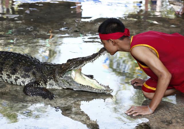 Contre les spectacles de crocodiles en Thaïlande Ceetiz-bangkok-crocodile-1