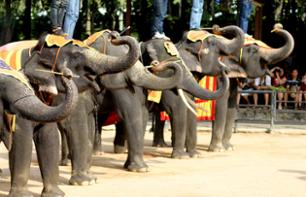 Private Tour ─ Samphran Zoo, with Crocodile Fighting and an Elephant Show