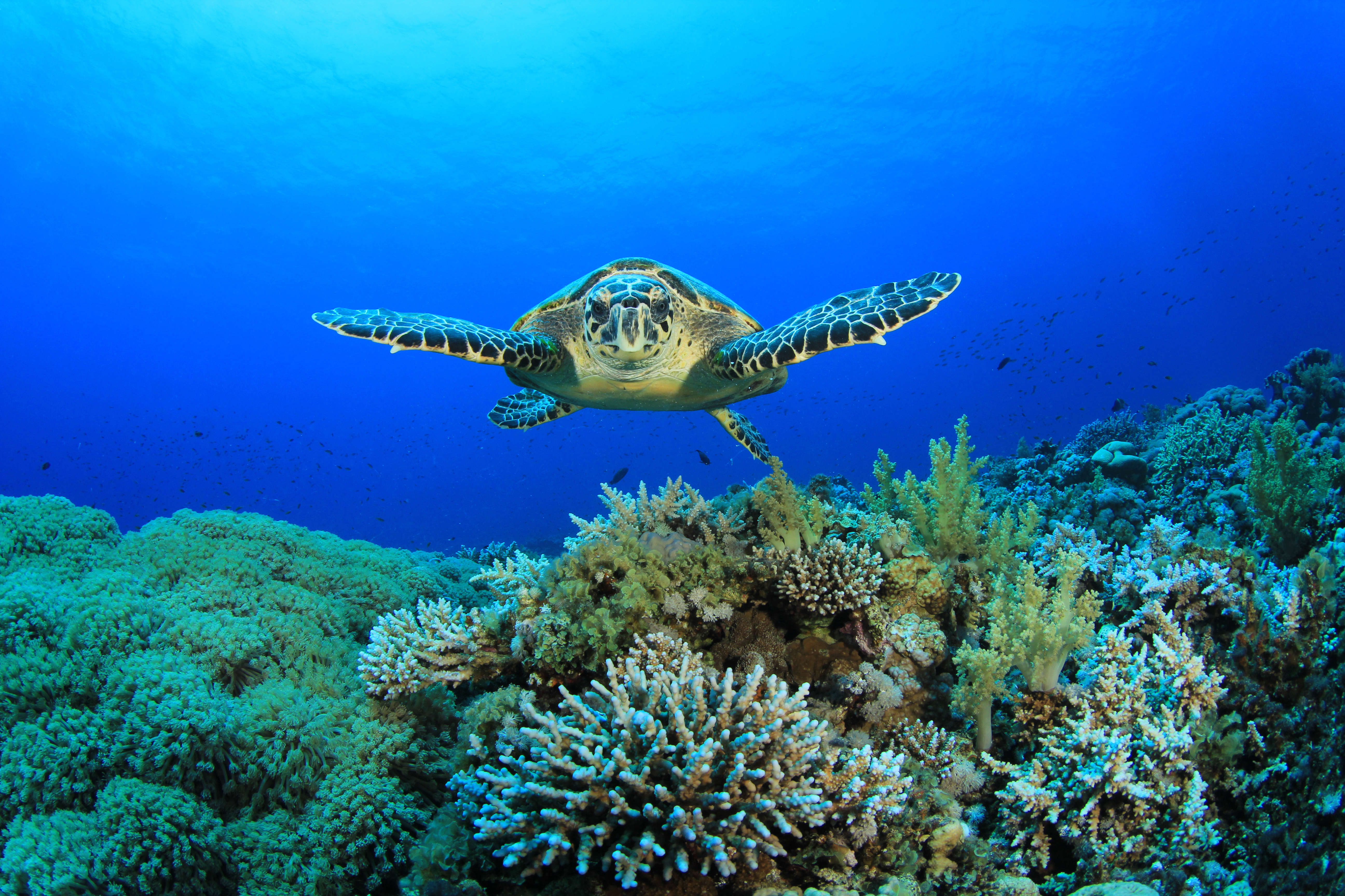 Морские обитатели морская черепаха. Черепаха бисса (Каретта). Морские черепахи барьерного рифа. Бисса, Барбадос. Черепаха на рифе.