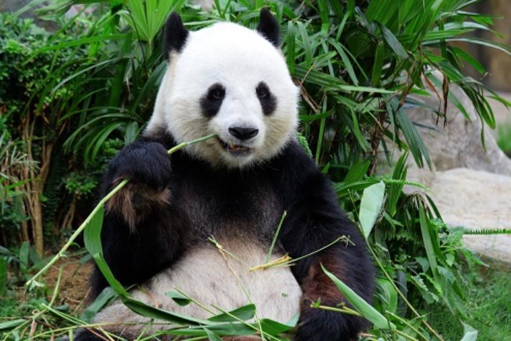 Visite guidée du centre des pandas et du musée Sanxingdui - tour privé