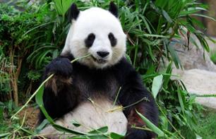 Visite guidée du centre des pandas et du musée Sanxingdui - tour privé