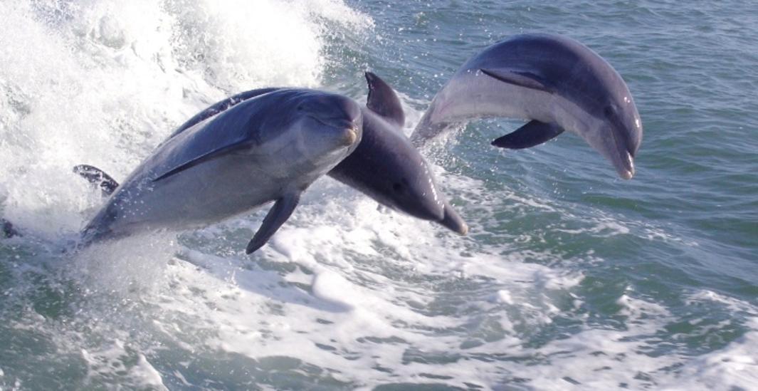 Croisière extrême en Speed Boat géant et observation des dauphins dans les vagues – Départ depuis St-Petersburg (FL)