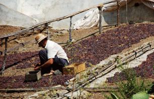 Découverte du vin traditionnel andalou - au départ de Malaga