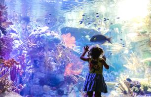 Billet Birch Aquarium - San Diego