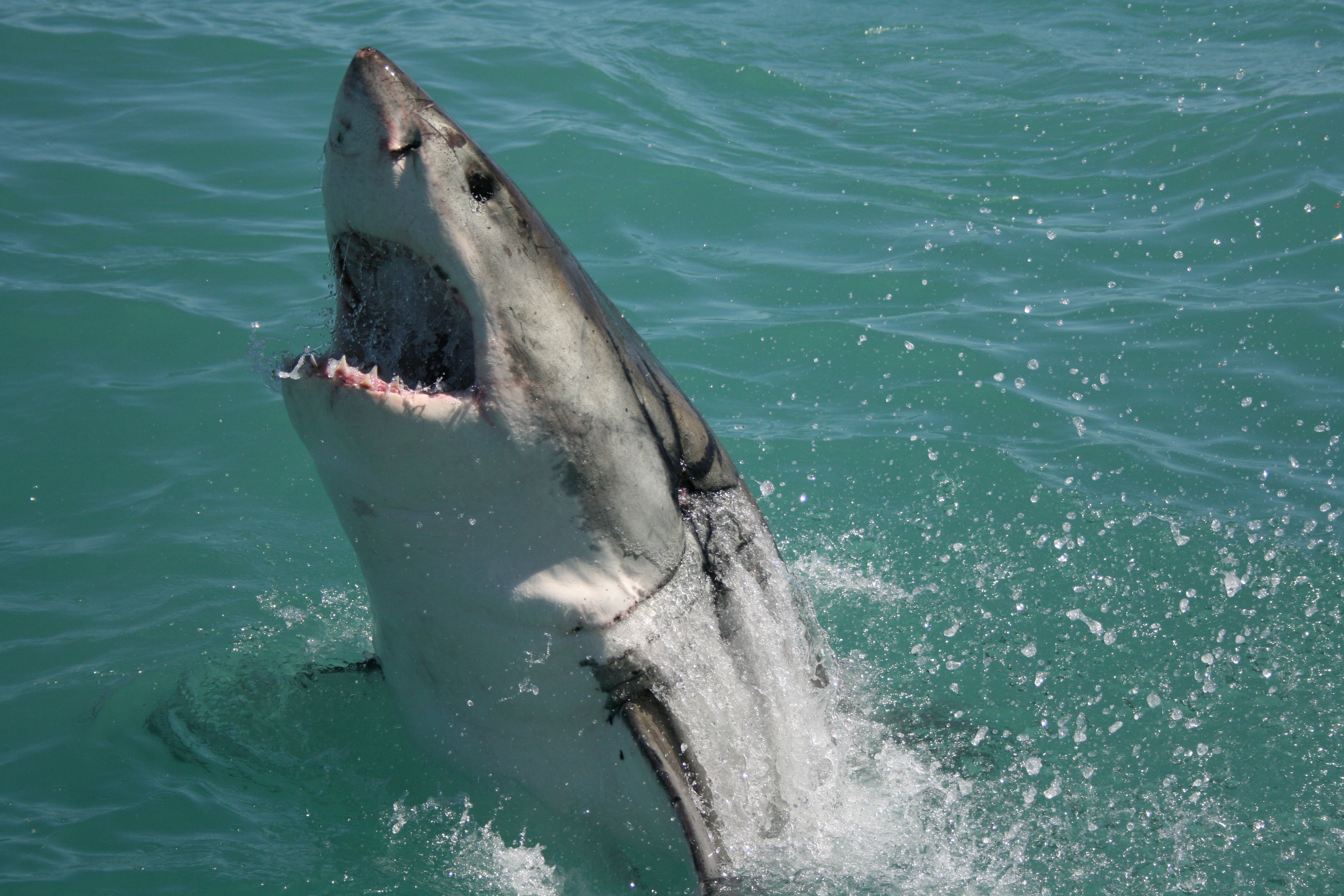 esponja Reunir pesado Buceo con tiburones Ciudad del Cabo, Buceo en jaula con tiburones El Cabo -  Ceetiz