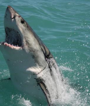 Aventure extrême : plongée en cage avec le grand requin blanc - Au départ de Cape Town