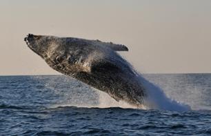 Whale Watching off the Hermanus Coast – Departing from Cape Town