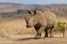 Safari dans la réserve Aquila Private Game – Excursion au départ de Cape Town (Le Cap)