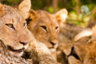 Safari dans la réserve de Hluhluwe-Umfolozi - Au départ de Durban