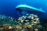 Croisière à 30 mètres de profondeur à bord du mini sous-marin "Atlantis" - Honolulu, Oahu