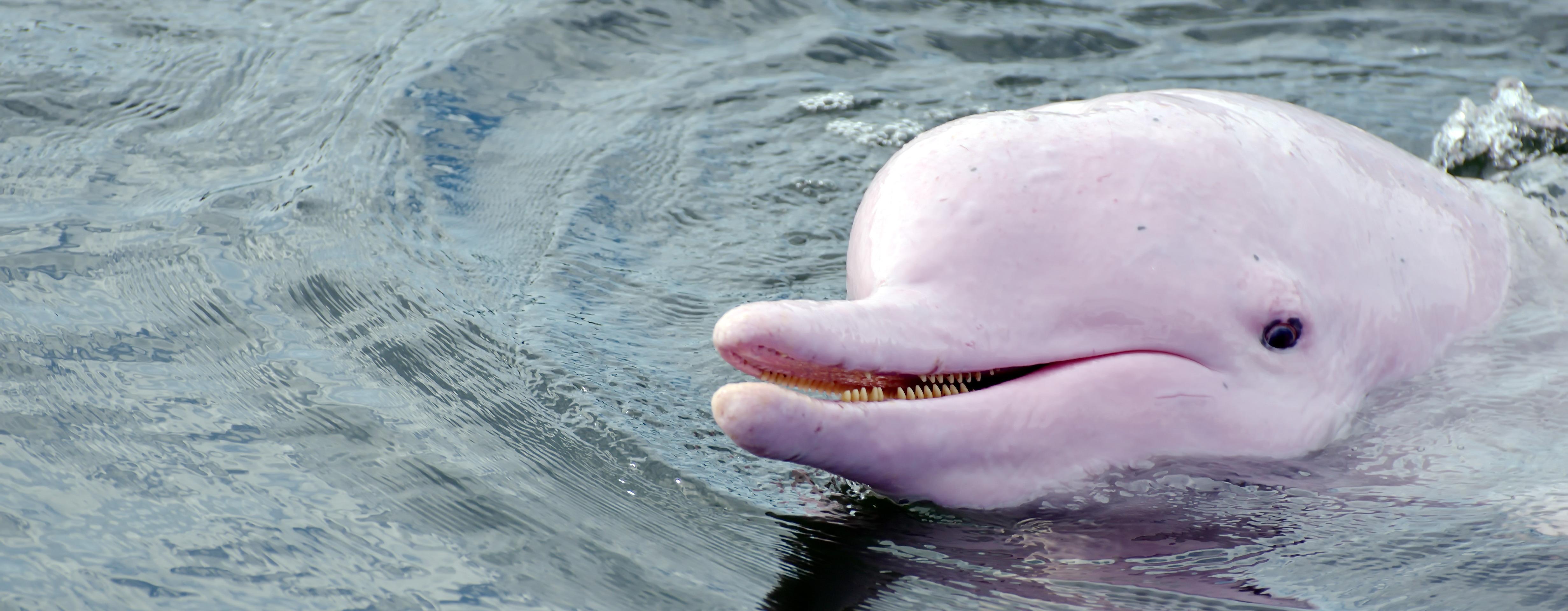 Pink Dolphin-Watching Cruise in Hong Kong