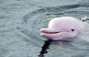 Croisière d’observation des dauphins roses de Hong Kong