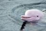 Croisière d’observation des dauphins roses de Hong Kong