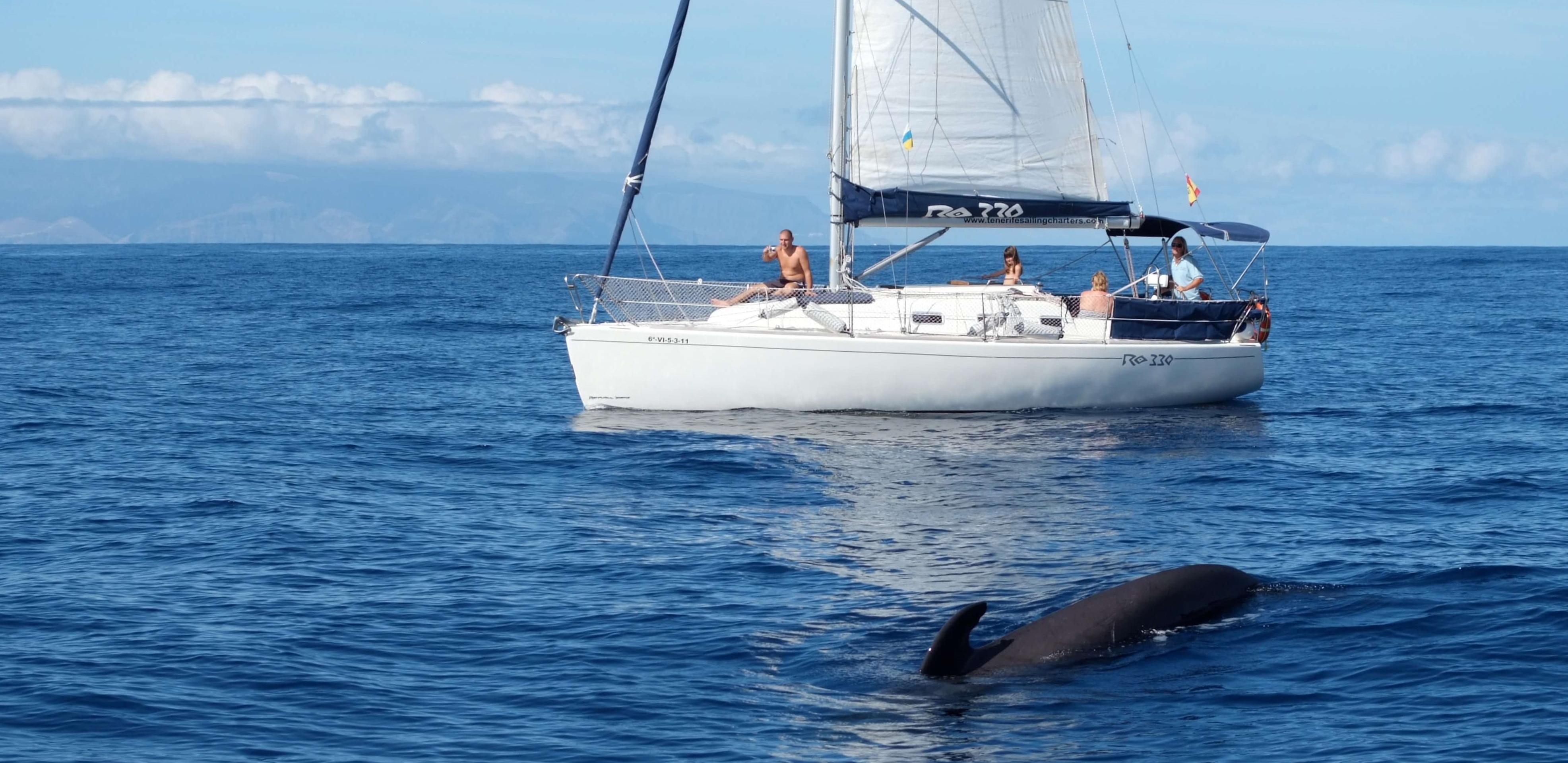Croisière d'observation des dauphins et baleines en voilier à Tenerife - 3 heures - snacks et boissons inclus