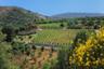 Dégustation de vin et d'huile d'olive avec déjeuner Crétois - Au départ d’Héraklion et sa région